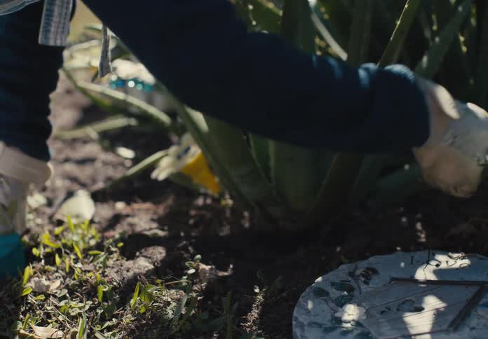 A persons hands wearing white gloves cleaning the dirt from around a plant