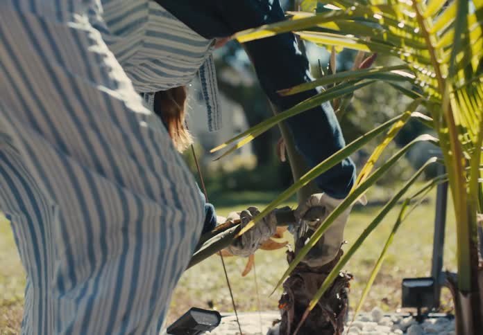 Gloved hands and gardening shears cutting the dry part of a plant