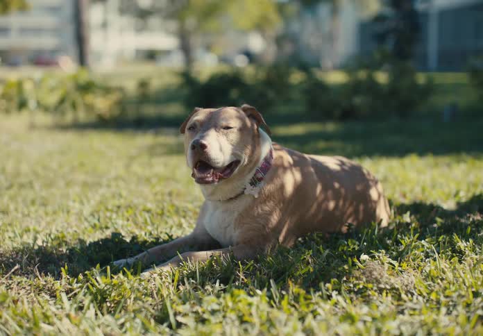 A dog lays in the shade