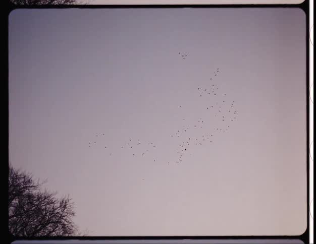 A flock of birds is flying in the sky at dusk captured on vintage film