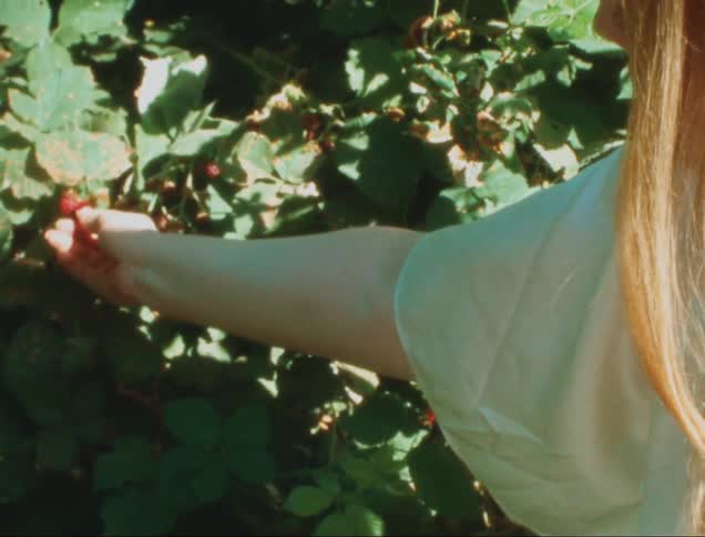 A blonde woman picks blackberries on a sunny summer day