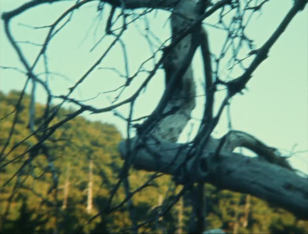 Dry trunk without leaves and in the background a dense forest