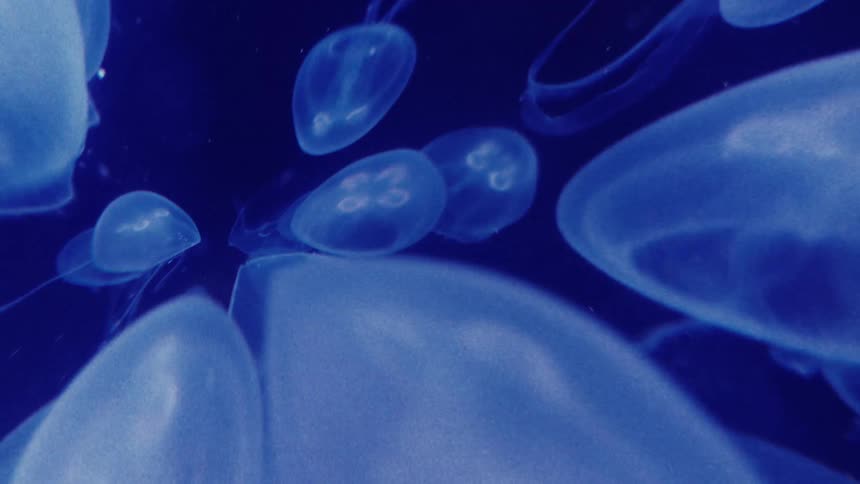 A school of jellyfish drifts through the water