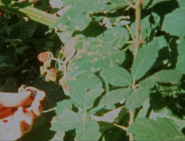 A hand plucks a raspberry from a bush