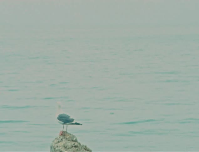 A lone seagull perches on a rock overlooking the calm water