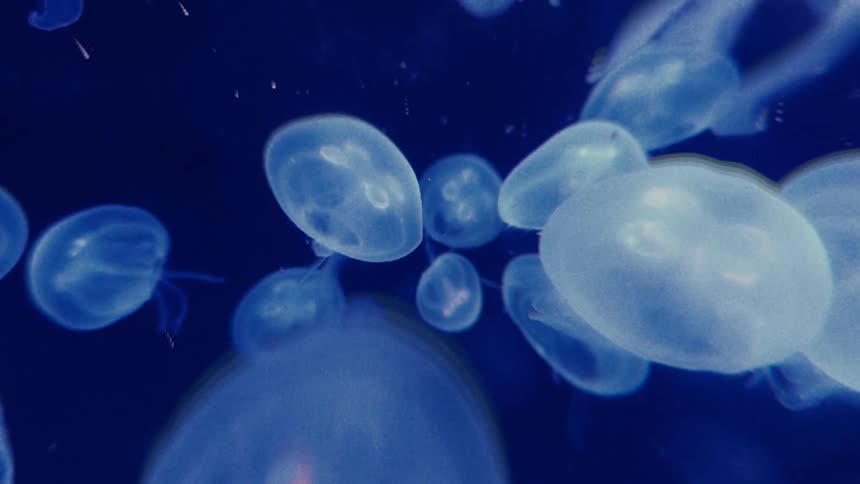A school of jellyfish pulses gently through the water their bodies translucent and bell shaped