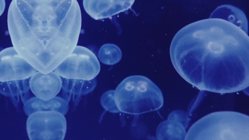 A group of translucent jellyfish float in a dark blue aquarium their bodies pulsating gently