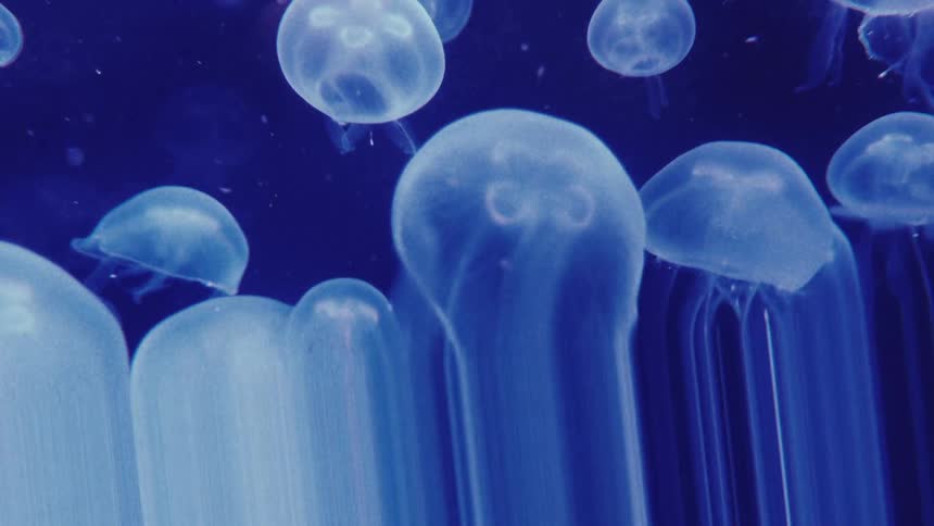 Jellyfish floating in the ocean