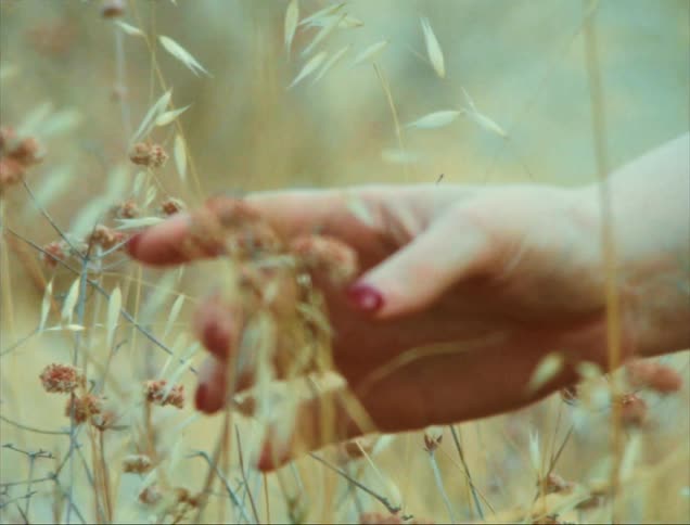 A hand gently brushes against a field of tall swaying grasses