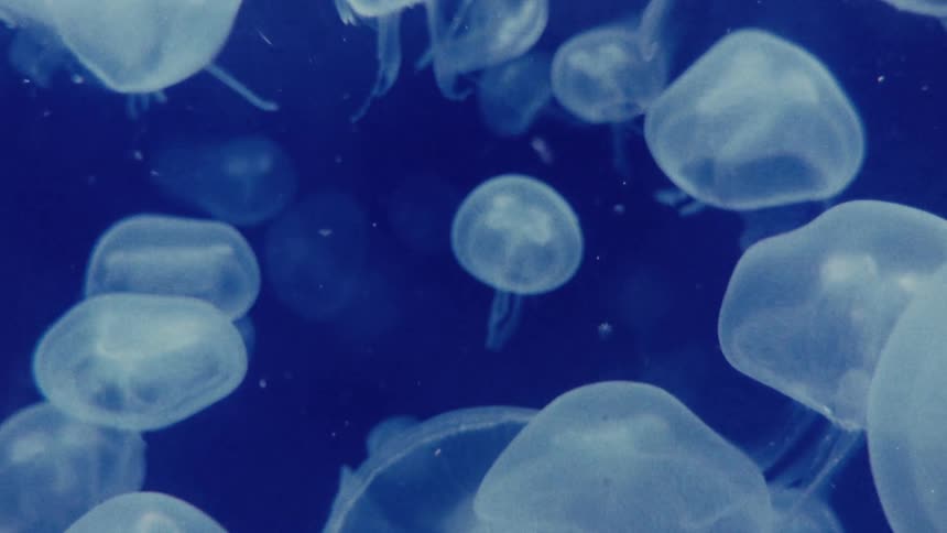 Several jellyfish floating in the ocean