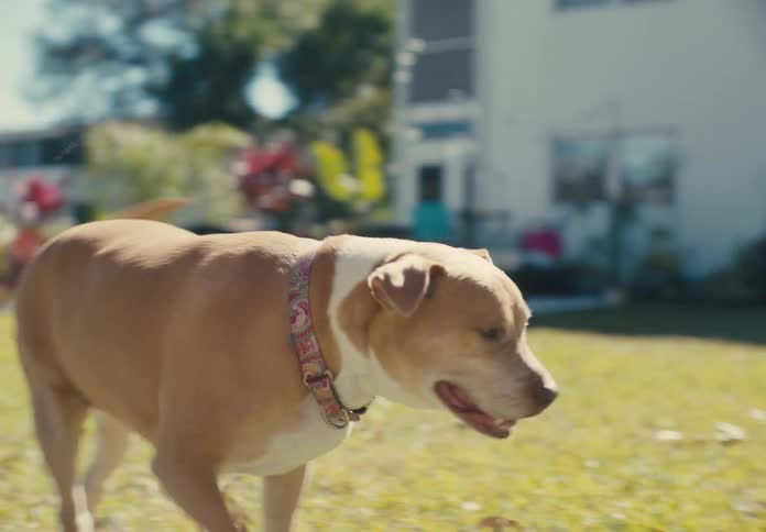 A dog runs through a grassy backyard