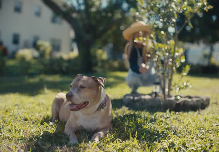 A dog rests in the grass as a woman is pruning a tree