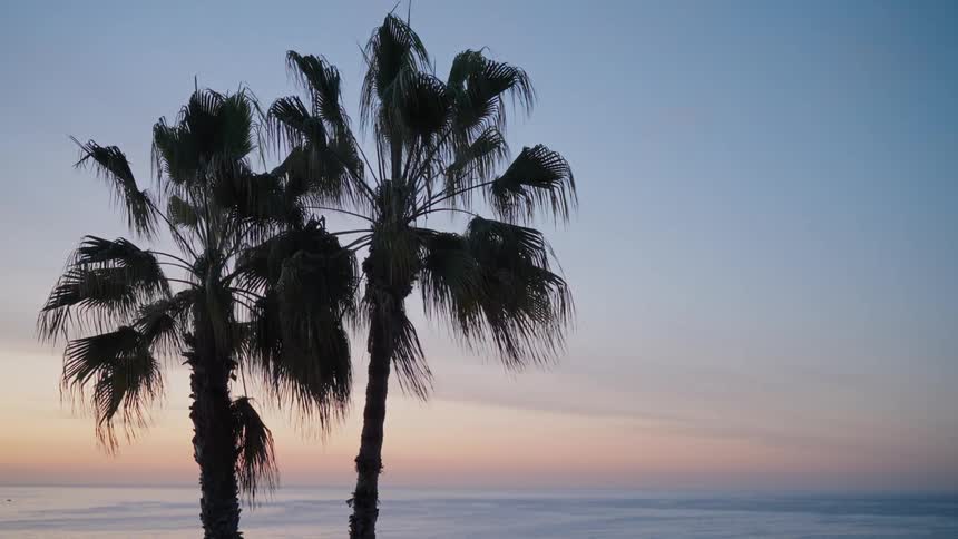 A clip of a palm tree at the coast