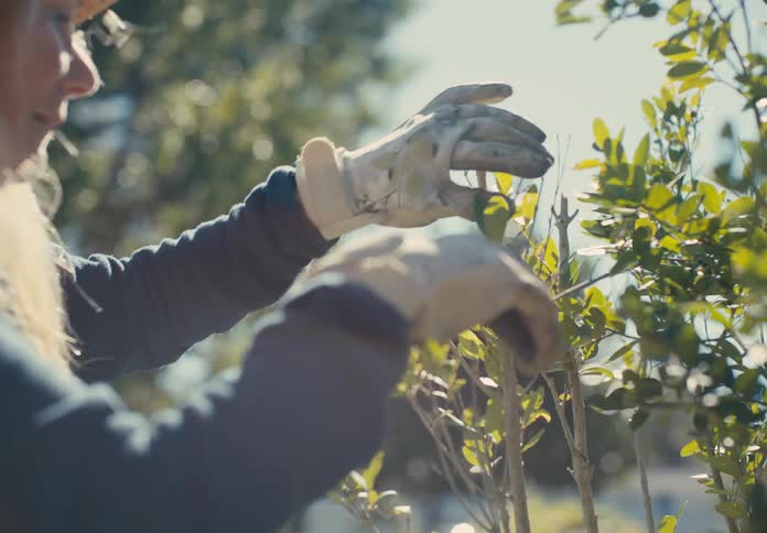 Female gardener wears gloves while pruning a bush on a sunny day