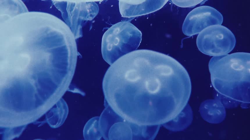 Several jellyfish in the ocean