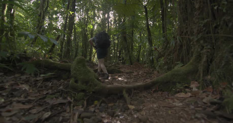 Hiker walking on a very leafy trail through the woods
