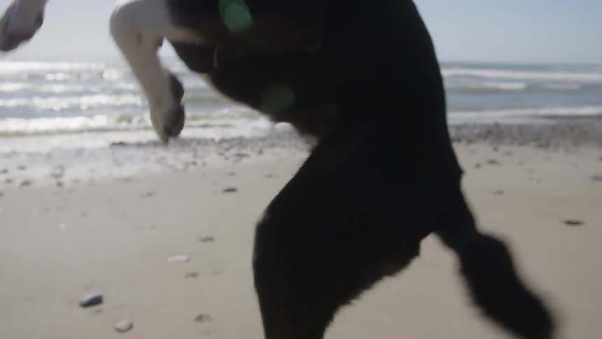 Dog on the beach sand jumping and running