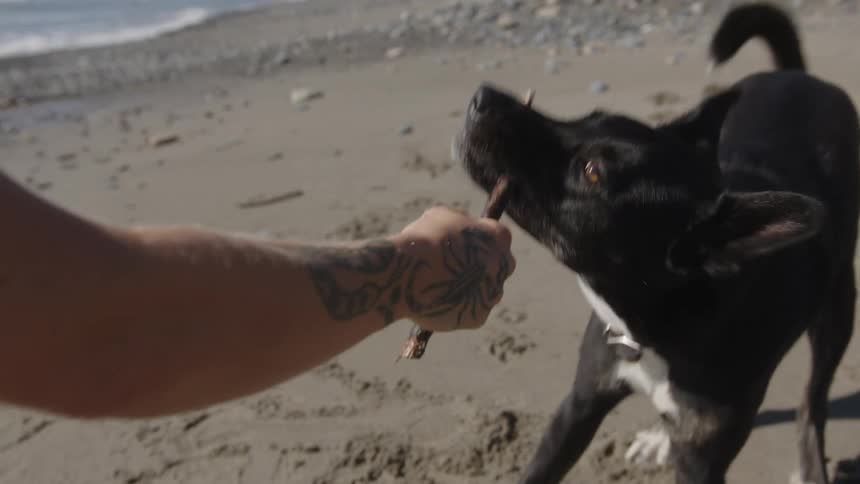 Hand and a dog fighting over a piece of wood in a game on the beach sand