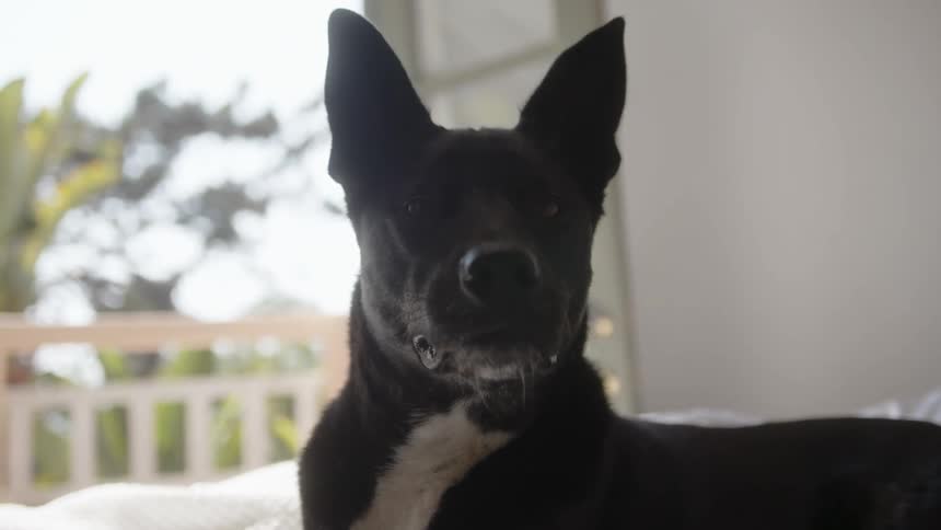 A dog lays in the bed and yawns