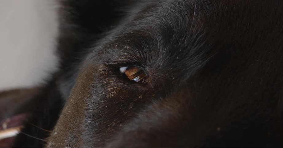 A black dogs amber eye