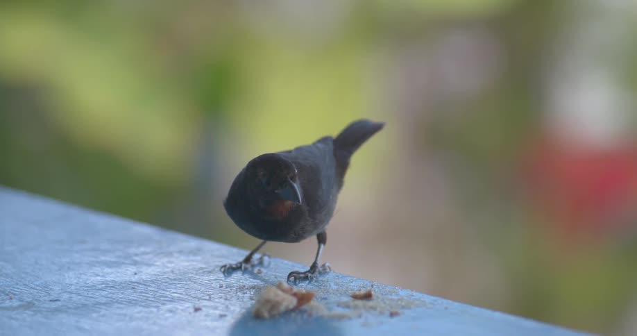 A bird eats scraps off of a ledge and flies away
