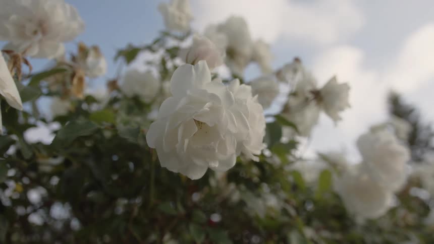 Close up of white flowers outdoors