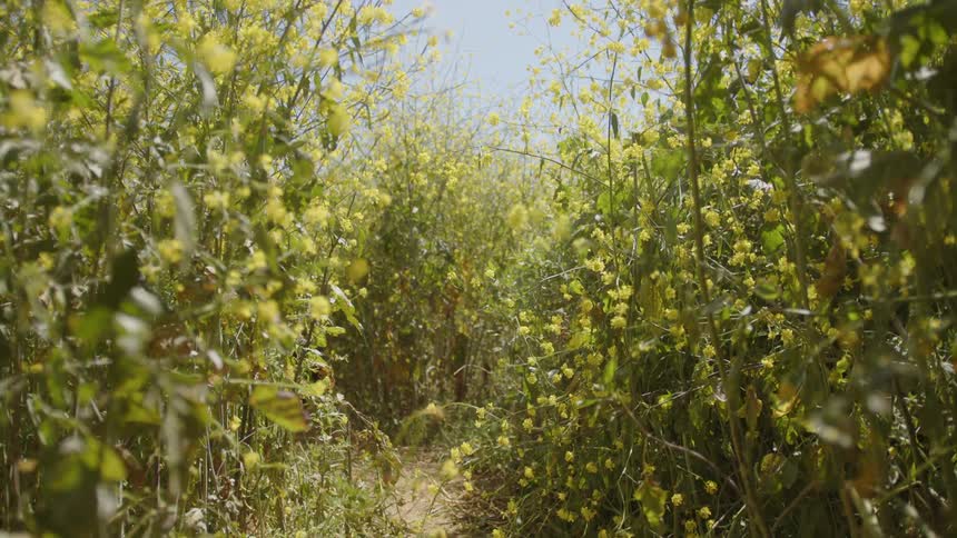 Dog running along a trail surrounded by green plants and yellow flowers