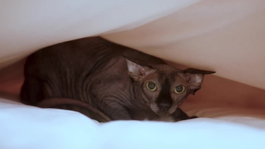 Hairless cat in the middle of a white sheet