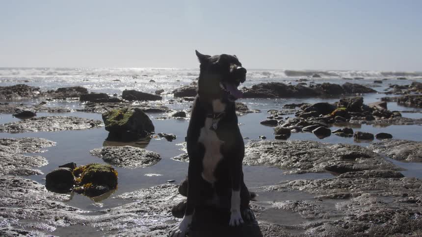 Dog sitting on wet sandy beach surrounded by rocks near shoreline