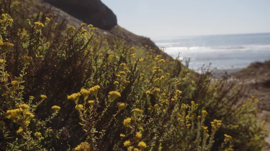 Yellow flowers on a trail leading to a beach in the background