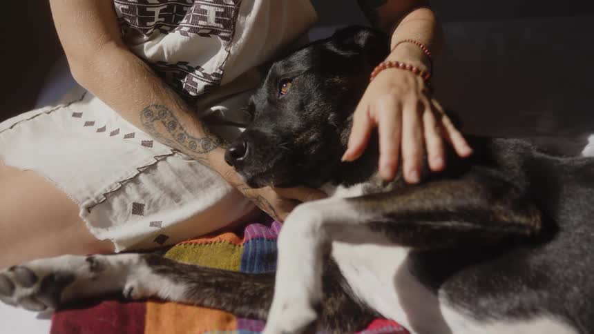A clip of a person petting a dog