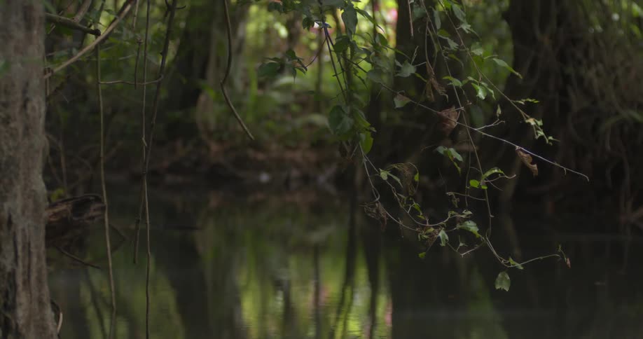 Tree branches hanging above the water