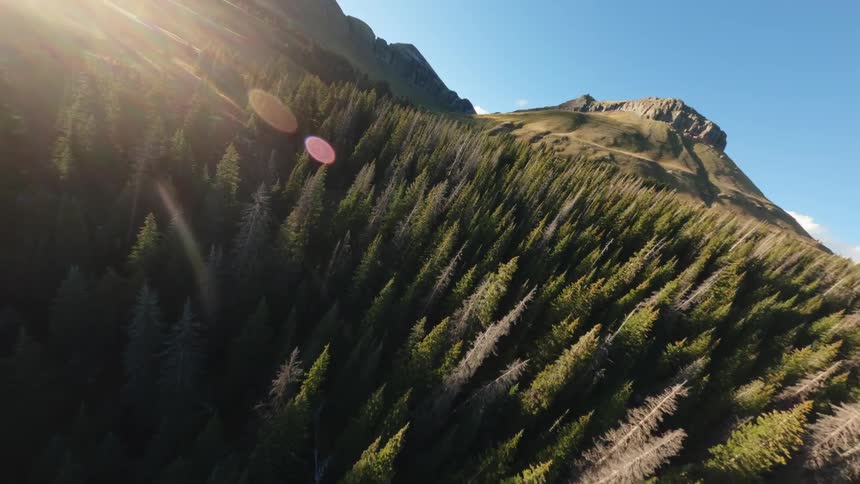 Aerial panorama of a coniferous forest with ruins and mountains in the background