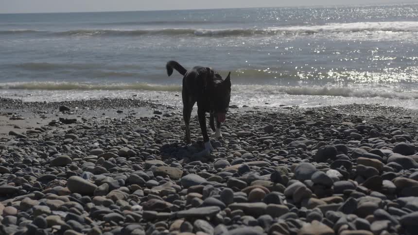Dog walking on a rocky shoreline at the beach