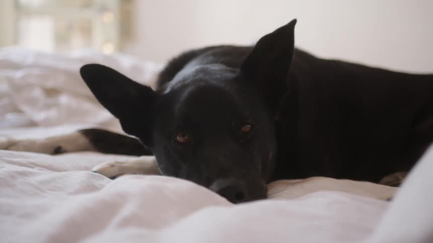 Black fur dog lying on a white sheet