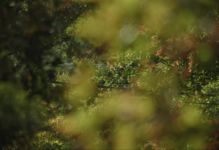 Power transmission wires among trees