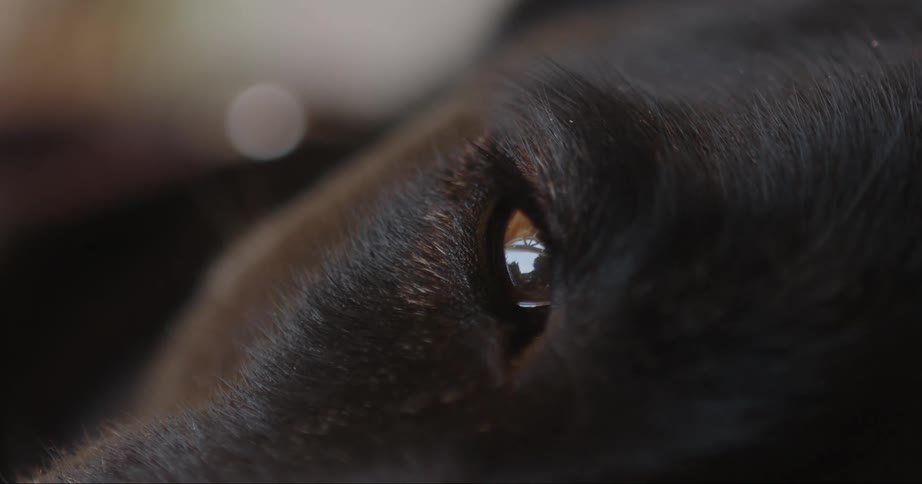 Close up of a dogs eye blinking in sleep