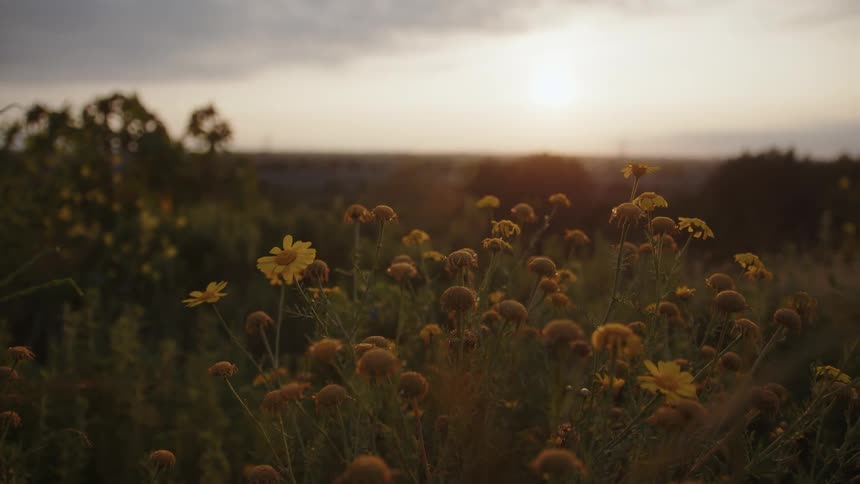 Landscape of a field with yellow flowers and the sun on the horizon
