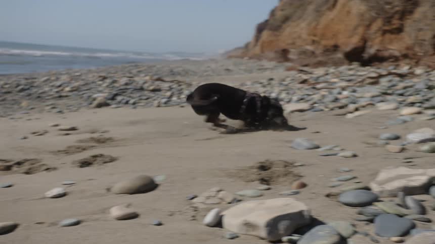 Dog running on the sand at the beach