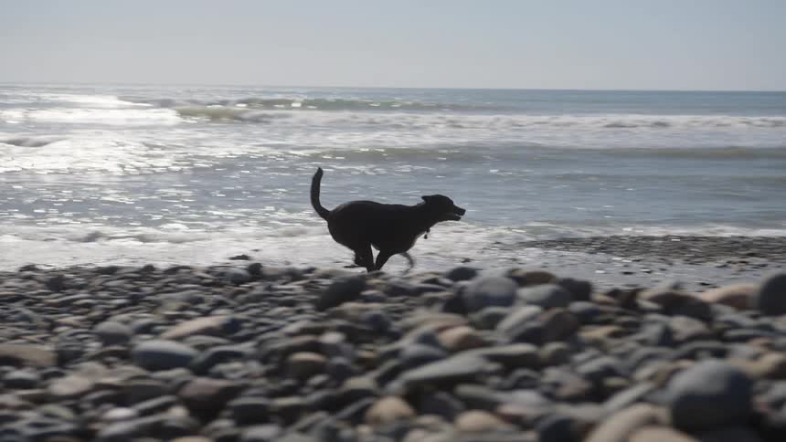 A dog runs along a rocky beach with the ocean waves crashing in the background while a woman wearing a cap and shorts watches from a distance