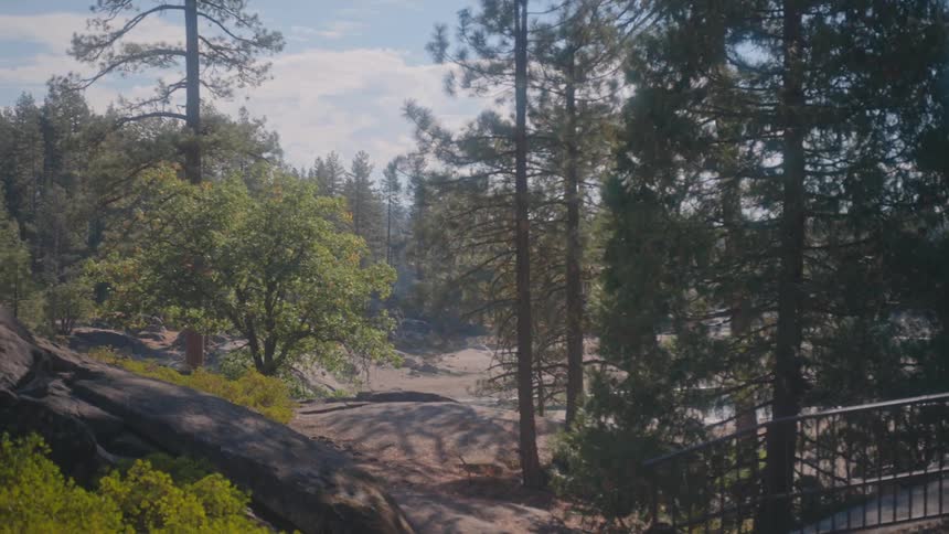 Landscape of a natural area with conifers during the day