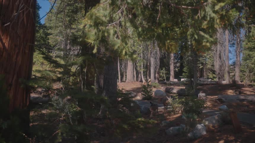 A clip of deer feeding in the woods