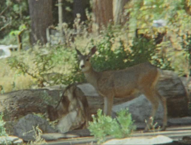 Antelope surrounded by trees in nature