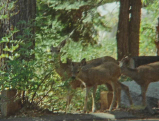 A group of deer graze peacefully in the dappled sunlight
