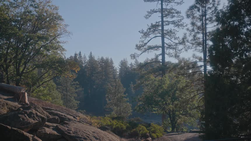A rocky path winds through a dense forest of tall trees with sunlight filtering through the leaves and casting dappled shadows on the ground