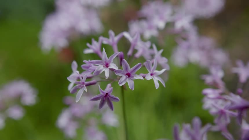 Purple flowers cover the field