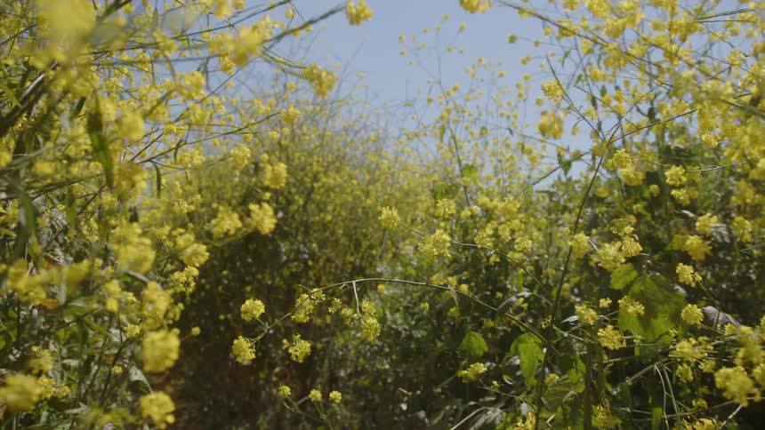 Trail during the day with yellow plants and flowers