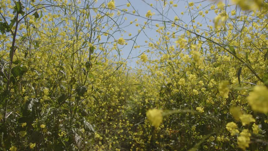 A dense field of tall yellow wildflowers under a clear blue sky
