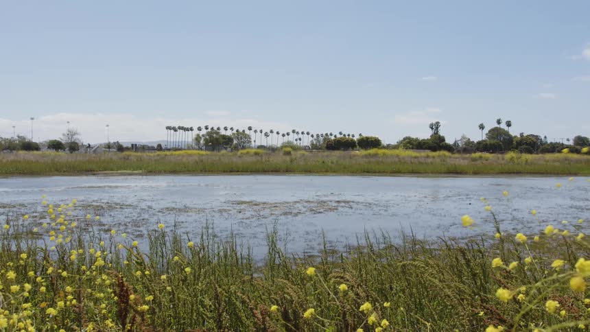 Landscape of a lake surrounded by yellow plants
