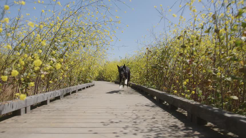 A dog runs down the past surrounded by flowers